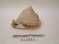 藏品(千年貝)的圖片